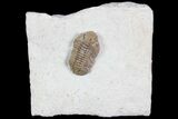 Lochovella (Reedops) Trilobite - Oklahoma #92749-3